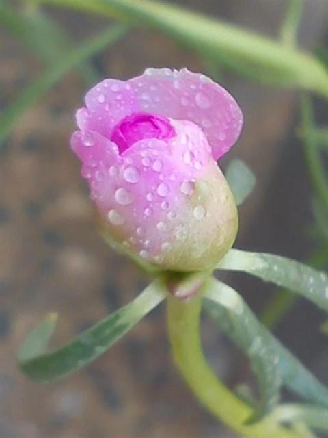تصویر پرسش و پاسخ گیاه